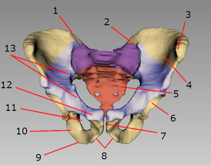 Bild: Das Becken, frontale Ansicht, mit Gelenkpfanne für den Femurkopf