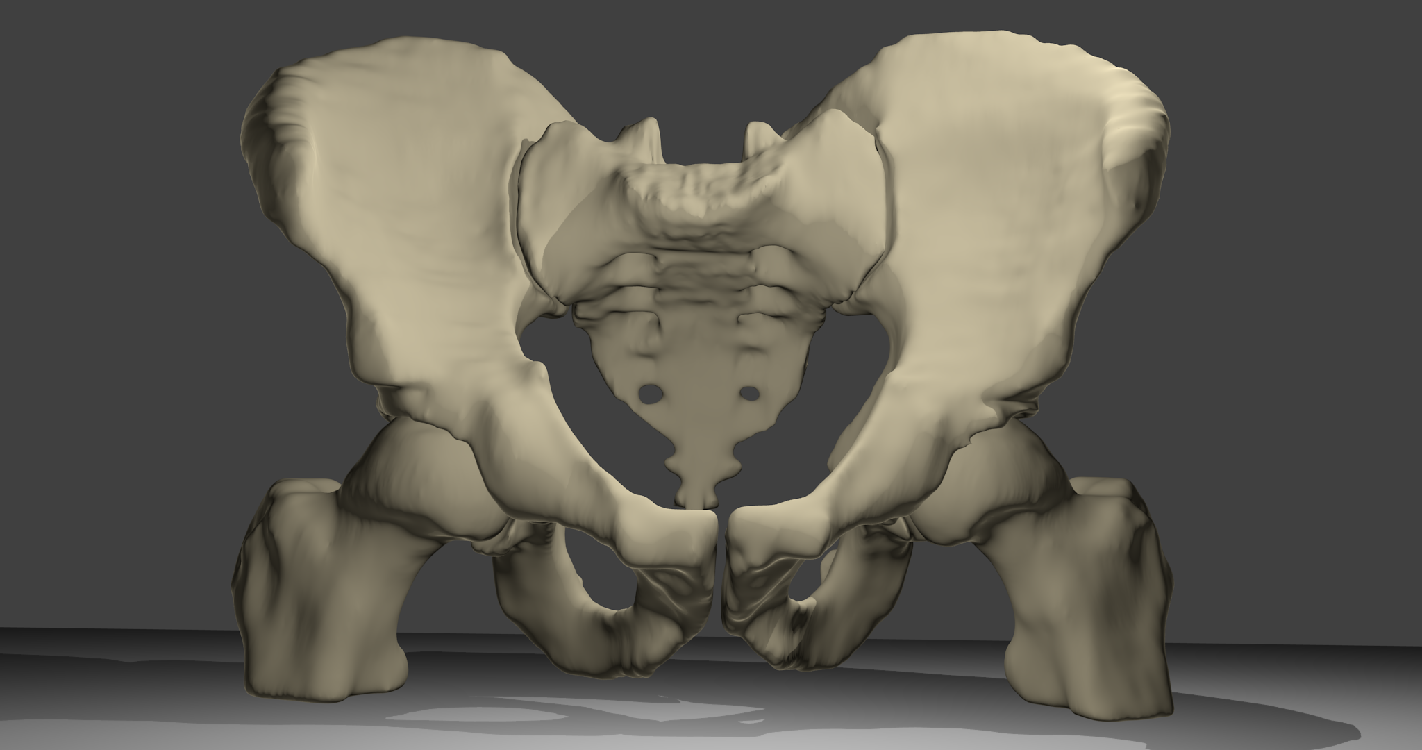 3D-Modell Beckenknochen:Beckenknochen mit Oberschenkelknochen und Kreuzbein, männlich. Ansicht von vorne.